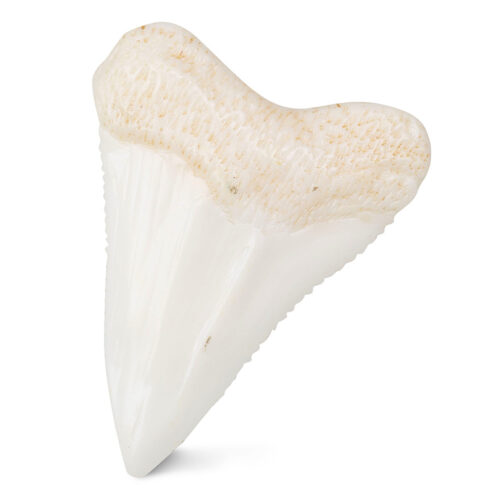 Sharks Rule! (with tooth!)