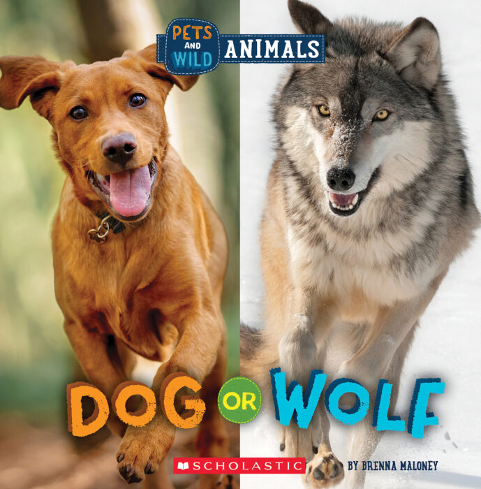 Wild World: Dog or Wolf by Brenna Maloney The Scholastic Parent
