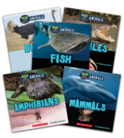 Big and Small Animals Value Pack
