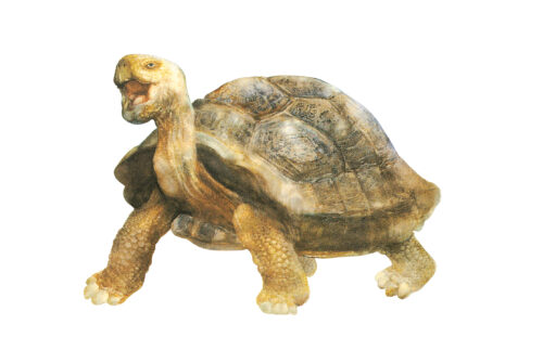 Old Turtle