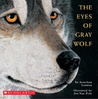 The Eyes of Gray Wolf