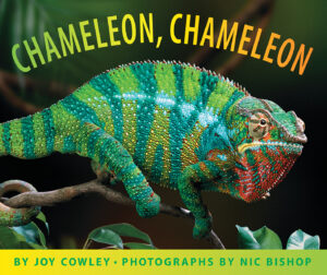 Chameleon! by Joy Cowley | Scholastic Education