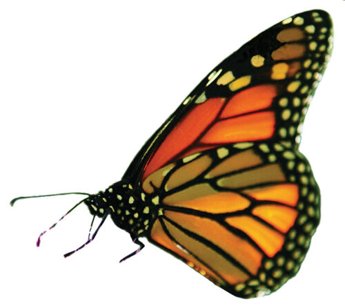 Science Vocabulary Readers: Butterfly Life Cycle by Jeff Bauer