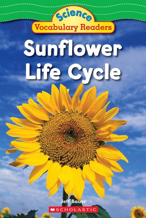 Sunflower Life Cycle by Jeff Bauer | Scholastic