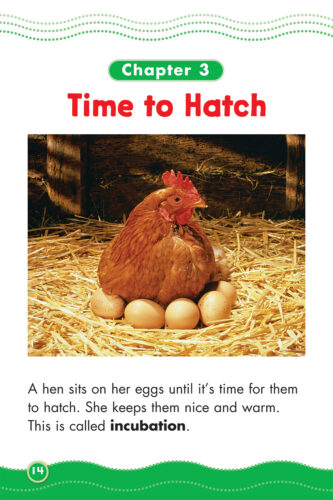 Science Vocabulary Readers: Chick Life Cycle by Elizabeth Bennett