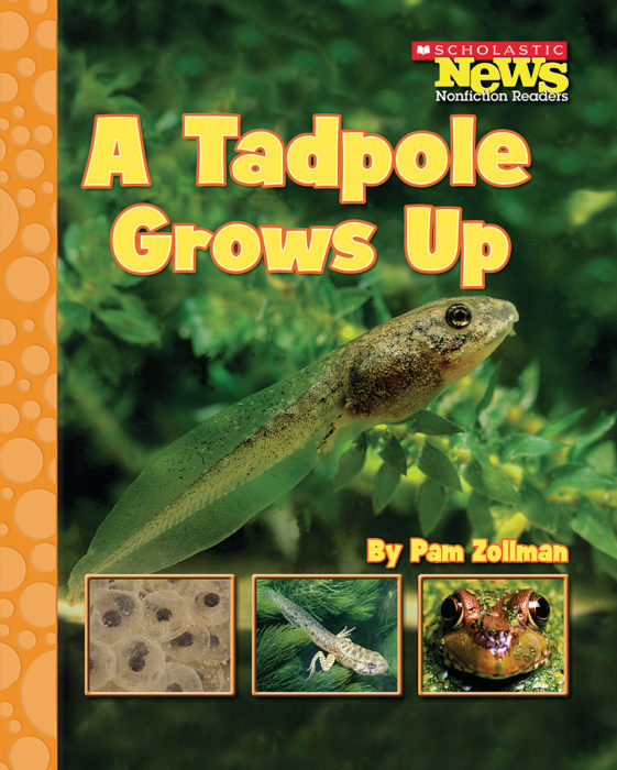Scholastic News Nonfiction Readers®-Life Cycles: A Tadpole Grows Up