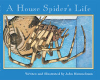 Nature Upclose: A House Spider's Life