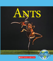 Ants