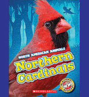 Northern Cardinals