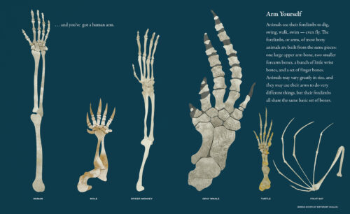 Bones by Steve Jenkins | Scholastic Education