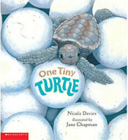 Guided Reading Set: Level N - One Tiny Turtle