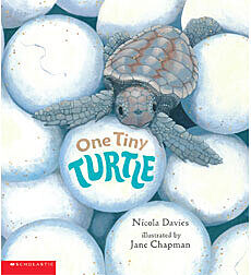 One Tiny Turtle: 6-Book Set