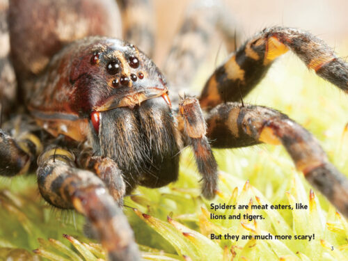 Scholastic Reader!® Level 2: Nic Bishop Spiders by Nic Bishop