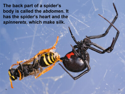 Scholastic Reader!® Level 2: Nic Bishop Spiders by Nic Bishop