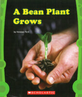 A Bean Plant Grows
