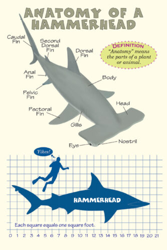 Tiger Shark Vs Bull Shark Who Would Win