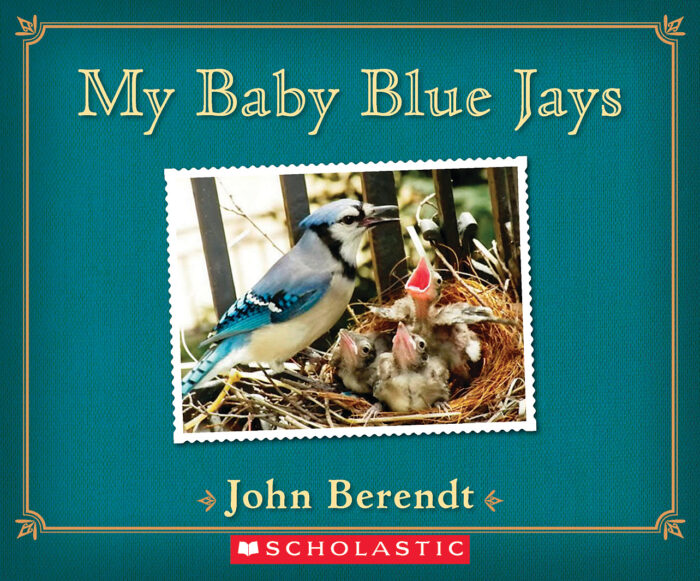My Baby Blue Jays By John Berendt