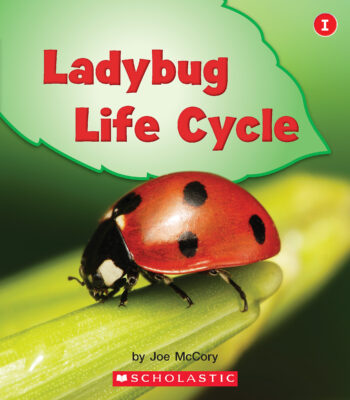 Ladybug Life Cycle
