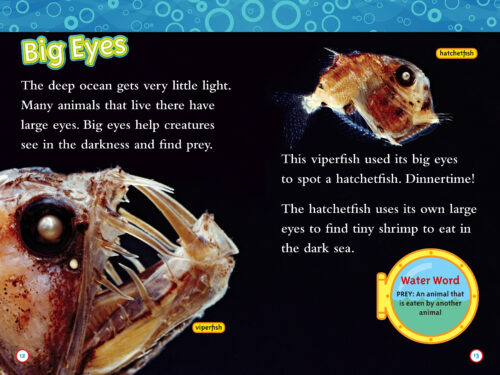 national geographic sea animals