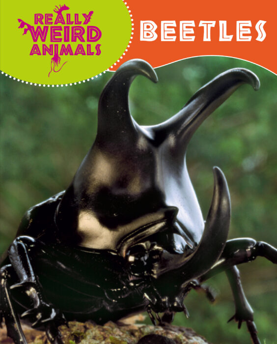World's Weirdest Animals: Beetles by Clare Hibbert | Scholastic