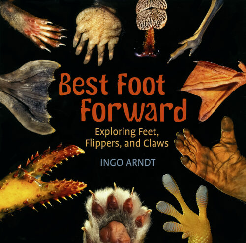 Best Foot Forward by Ingo Arndt | Scholastic Education