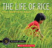 The Life of Rice