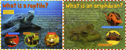amphibians list for kids