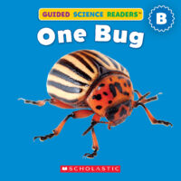 One Bug