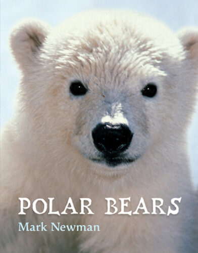Polar Bears by Mark Newman | Scholastic Education