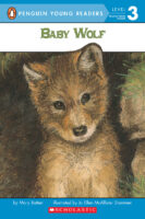 Baby Wolf