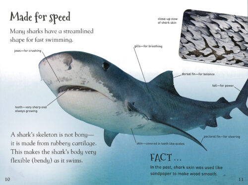 It's All About...: Amazing Sharks by Christina Joie Slager