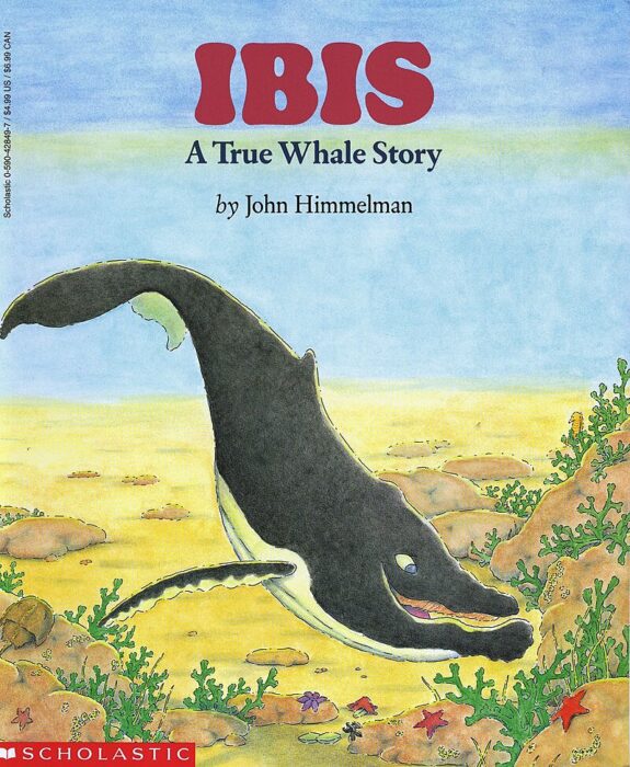 Ibis
