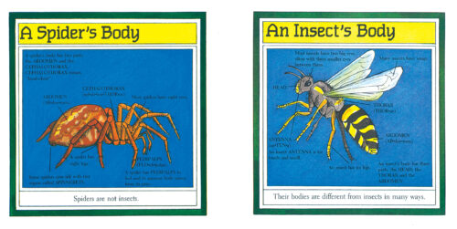 Spiders by Gail Gibbons | Scholastic Education