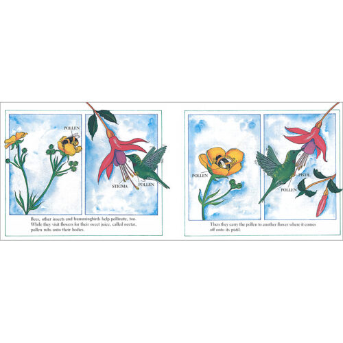 From Seed to Plant by Gail Gibbons | Scholastic Education