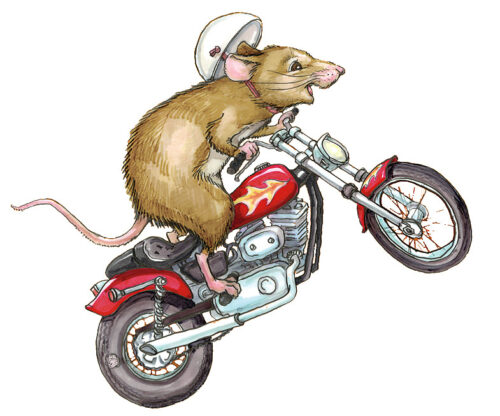 Mouse on a motorcycle top