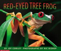 Red-Eyed Tree Frog