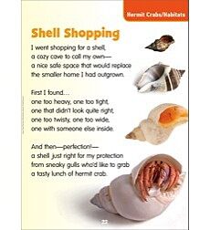 Shell Shopping Hermit Crabs Habitats Science Poem By