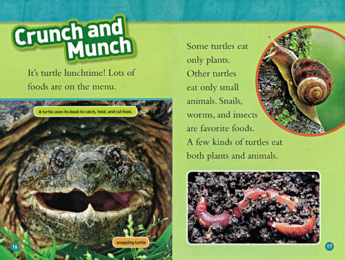 Turtle Books - Fantastic Fun & Learning