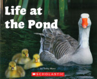 Life at the Pond