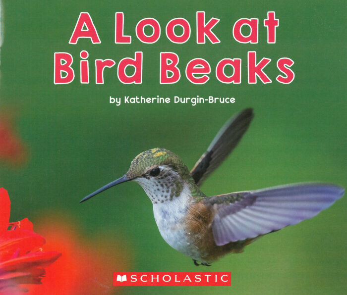 A Look at Bird Beaks