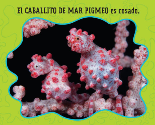 Rosado como el pez borrón