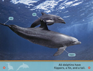 National Geographic Kids Readers: Dive, Dolphin! by Shira Evans