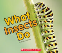 What Insects Do