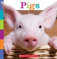 Seedlings: Pigs