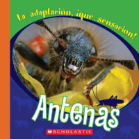 Antenas: La adaptación, ¡qué sensación!