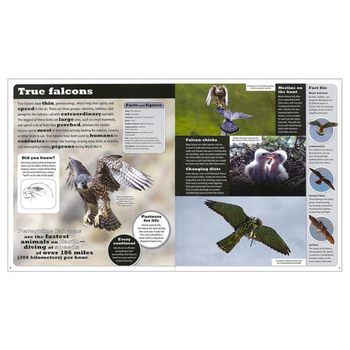 Birds of Prey guide – Field Studies Council