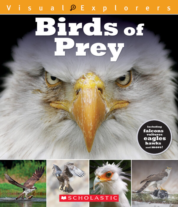 Birds of Prey Animal Story 