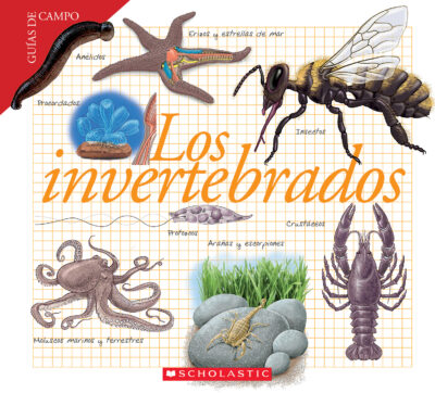 Los Invertebrados