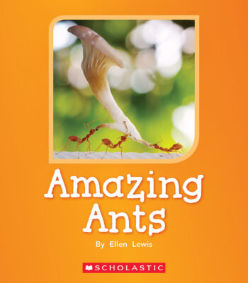 Amazing Ants