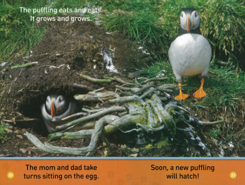 National Geographic Kids Readers: Pre-Reader: Puffins by Maya 